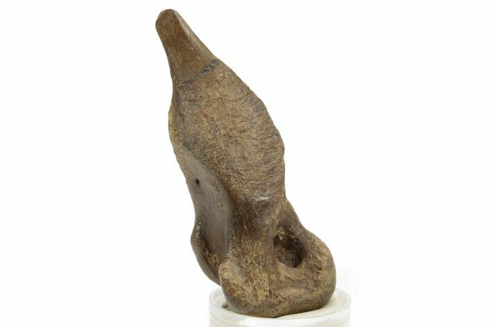 Fossil Troodontid (Troodon) Middle Metatarsal - Montana #382472